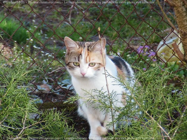 Photo de Chat domestique