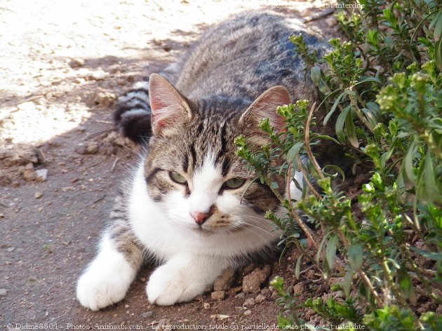 Photo de Chat domestique