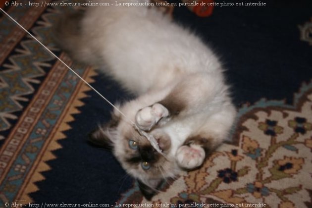 Photo de Sacr de birmanie