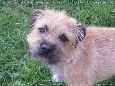 Photo de Border terrier