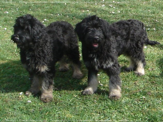 Photo de Chien de berger de la serra aires