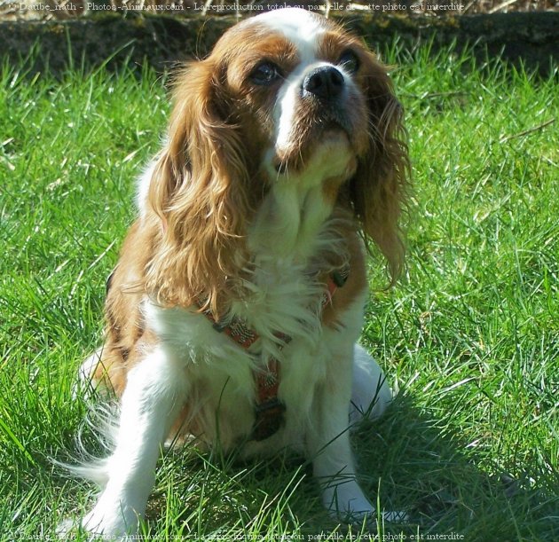 Photo de Cavalier king charles spaniel