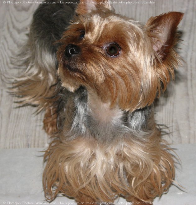 Photo de Yorkshire terrier