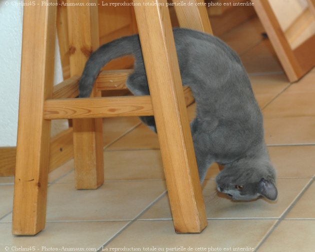 Photo de Chartreux