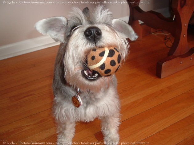 Photo de Schnauzer nain