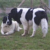 Photo de Landseer (type continental europen)