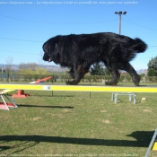 Photo de Chien de terre-neuve