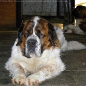 Photo de Saint-bernard poil long