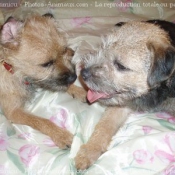 Photo de Border terrier