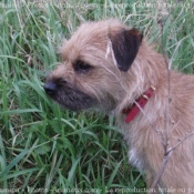 Photo de Border terrier