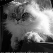 Photo de British longhair