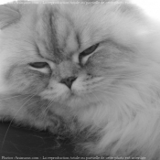 Photo de British longhair