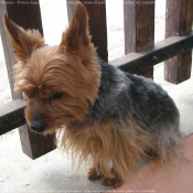 Photo de Yorkshire terrier