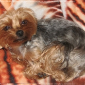 Photo de Yorkshire terrier