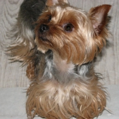 Photo de Yorkshire terrier