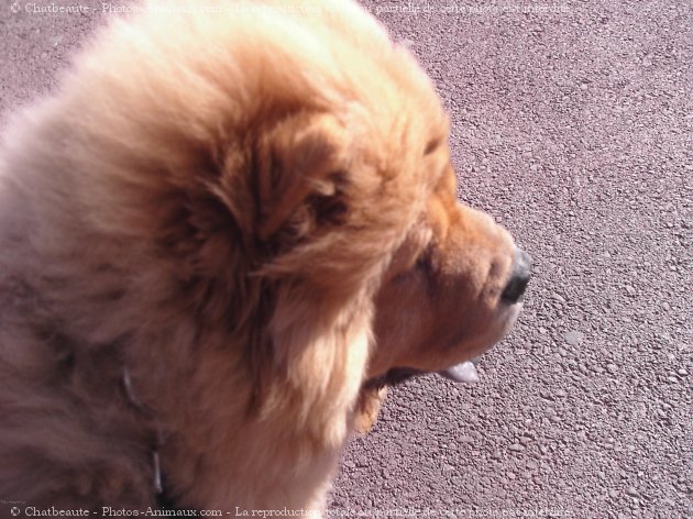 Photo de Chow chow