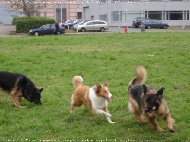 Photo de Races diffrentes