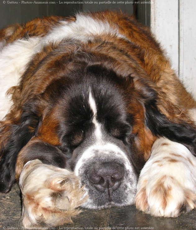 Photo de Saint-bernard poil long