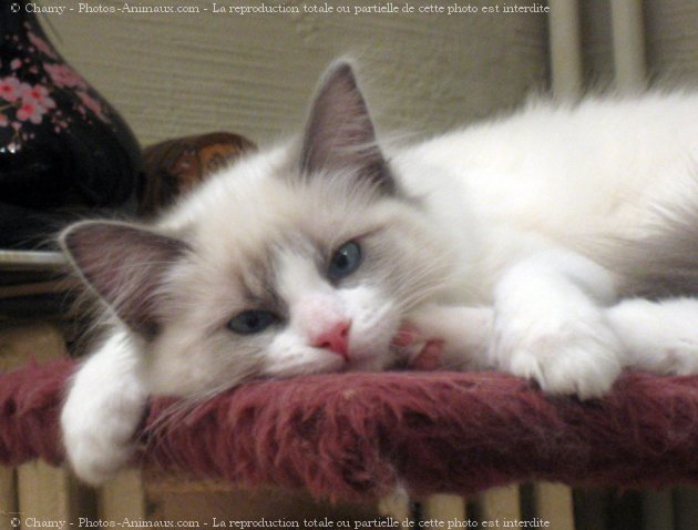 Photo de Ragdoll