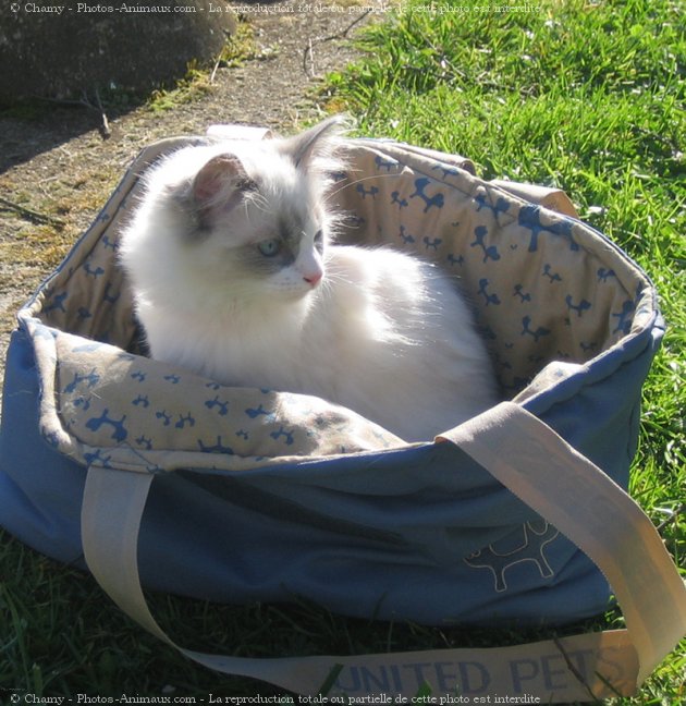 Photo de Ragdoll