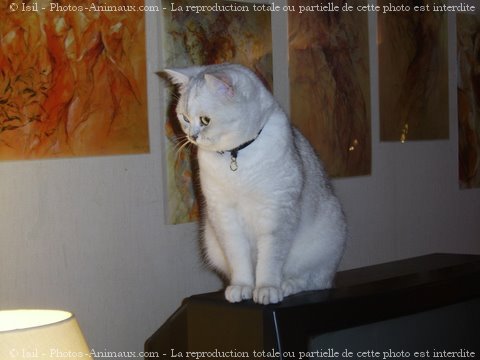 Photo de British shorthair