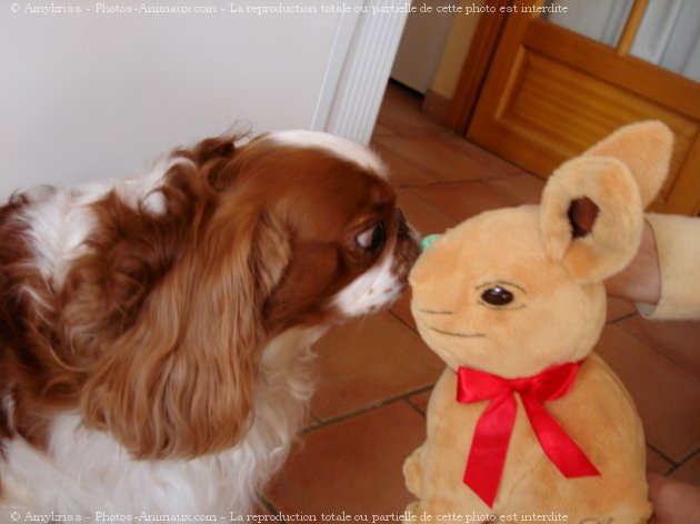 Photo de King charles spaniel