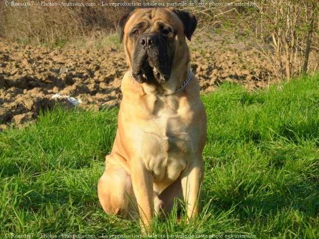 Photo de Bullmastiff