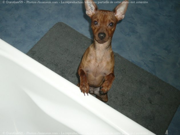 Photo de Pinscher nain