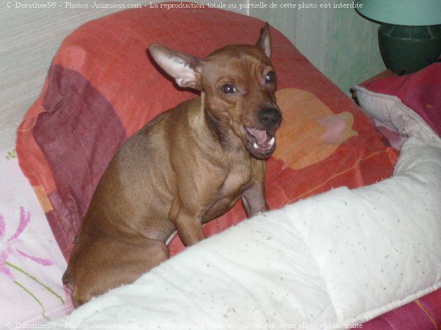 Photo de Pinscher nain