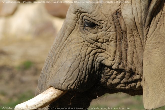 Photo d'Elphant d'afrique