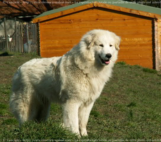 Photo de Chien de montagne des pyrnes