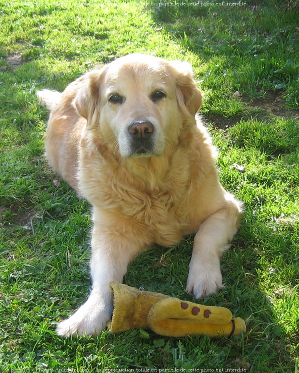 Photo de Golden retriever