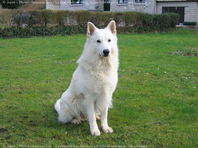 Photo de Berger blanc suisse