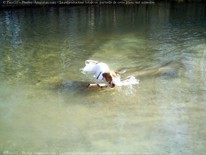 Photo de Fox terrier  poil lisse