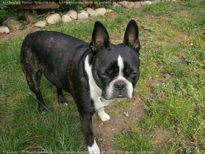 Photo de Boston terrier