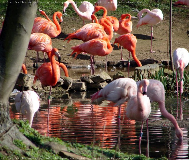 Photo de Flamand rose