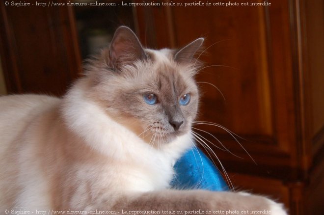 Photo de Sacr de birmanie