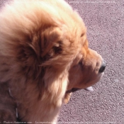 Photo de Chow chow