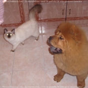 Photo de Chow chow