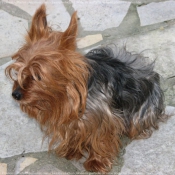 Photo de Yorkshire terrier