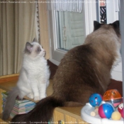 Photo de Ragdoll