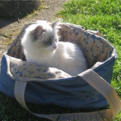 Photo de Ragdoll