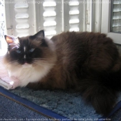 Photo de Ragdoll