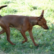 Photo de Pinscher nain