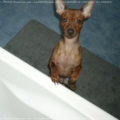 Photo de Pinscher nain