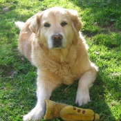 Photo de Golden retriever