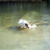 Photo de Fox terrier  poil lisse