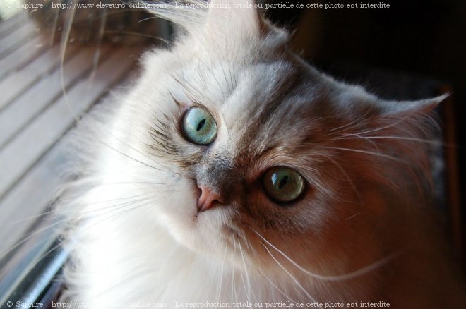 Photo de British longhair