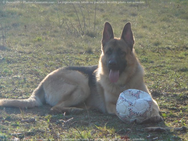 Photo de Berger allemand  poil court