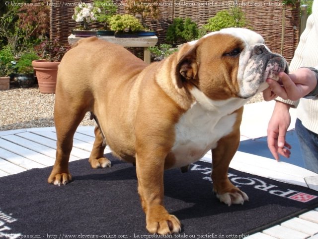 Photo de Bulldog